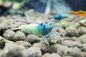 Preview: Blue Shadow Mosura - Taiwan Bee - Caridina spec.